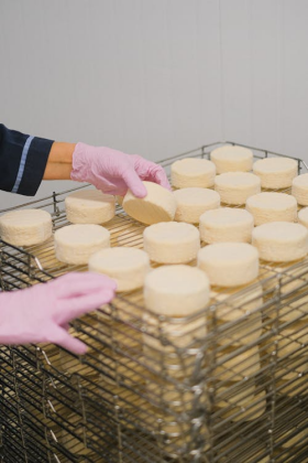 Chef wearing pink gloves inspecting aged cheeses on a stainless steel rack, part of the quality control and food preparation process